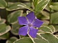 Vinca minor Ralph Shugert IMG_6012 Barwinek pospolity